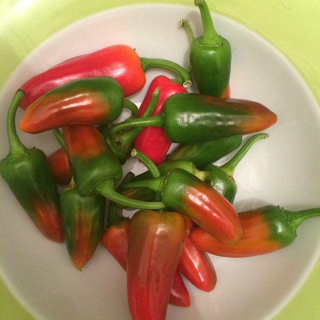 Homegrown Peppers