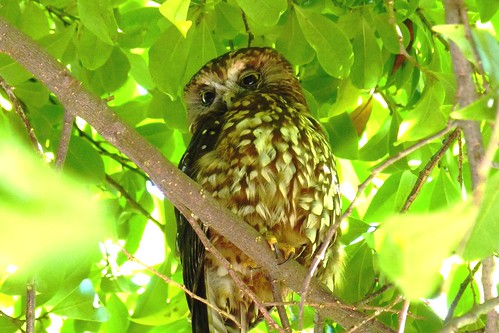 moreporkowl owl tewaimatemission newzealand bird