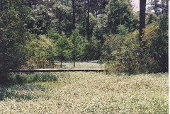 Crosby Arboretum (27)