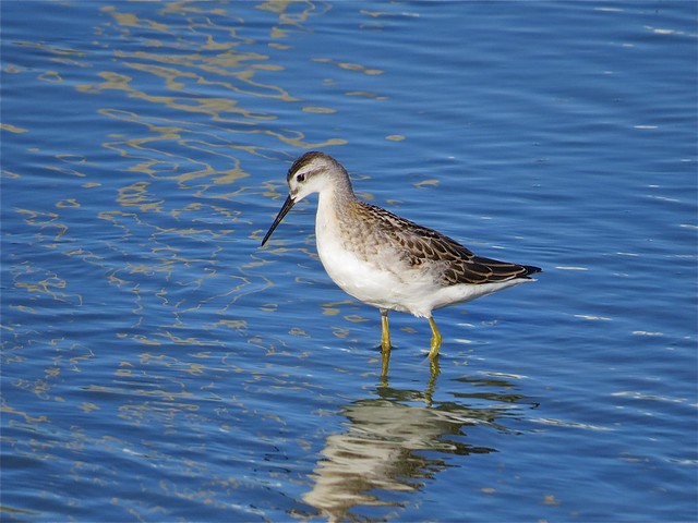 Wilson's Phalarope at El Paso Sewage Treatment Center in Woodford County, IL 06