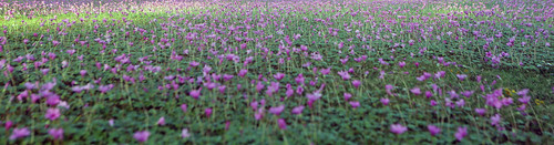 pink flowers field landscape outdoor