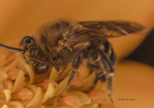 brasil bee polinização macrofotografia simbiose eucerini abelhanativa thygater juliopupim