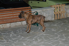 Βρέθηκε σκύλος boxer με σπασμένη αλυσίδα στην πλατεία της Ψίνθου