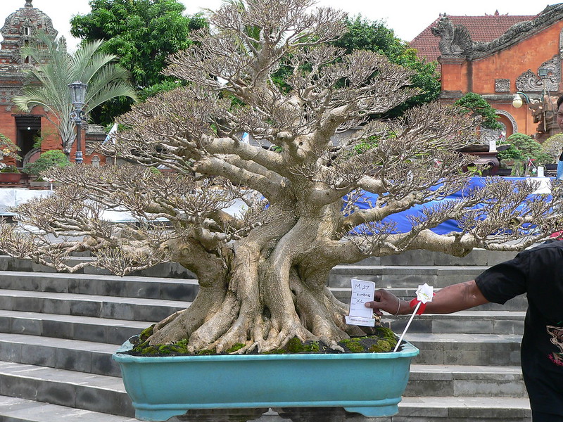 Petite expo  bonsai Semarapura 23256953283_39b58f36eb_c