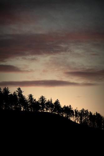 larch sunrise silhouette sky woodland forest trees llanafan ceredigion wales cymru aberystwyth 365 366 2016 catalogue collection diary photo aphotoaday