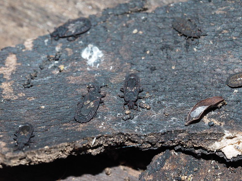 heteroptera insect bug okinawa japan yonaguni aradidae nature