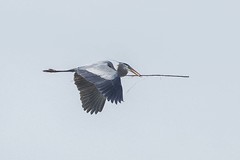 GREAT BLUE HERON at the ROOKERY