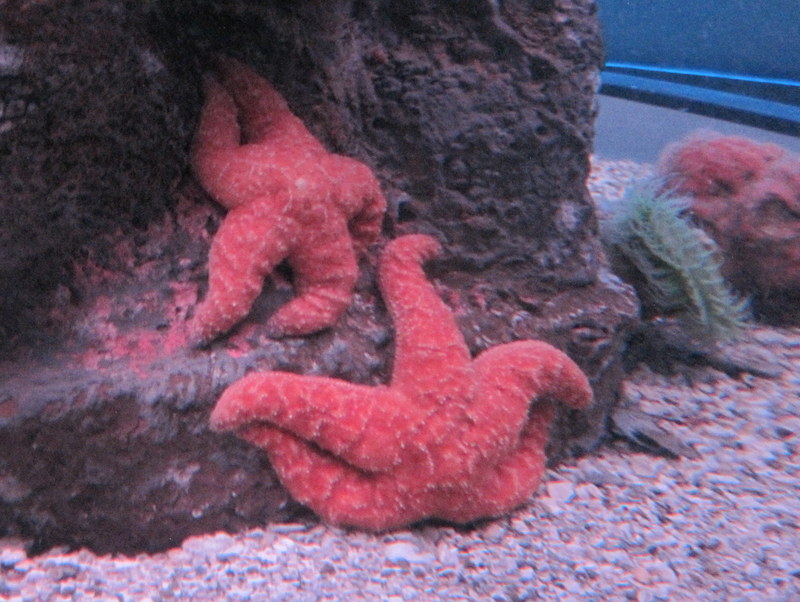 Museum Aquarium (7)