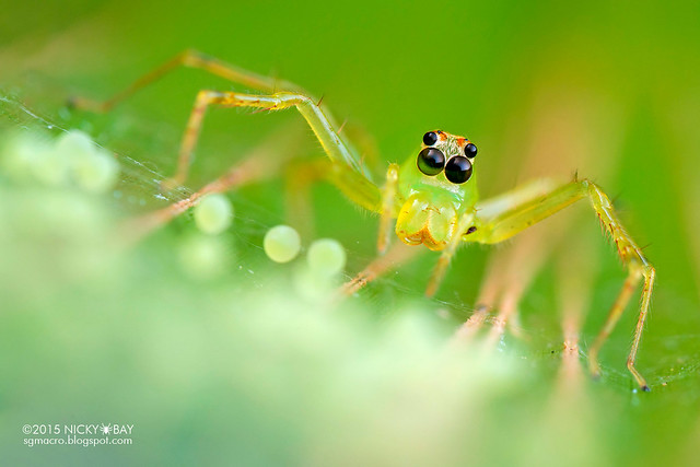 Jumping spider (Lyssomanes sp.) - DSC_7381
