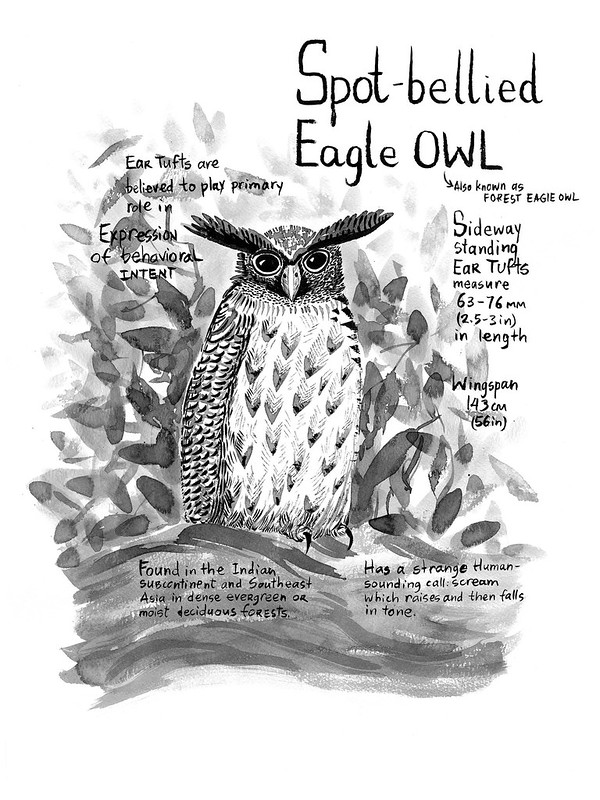Owls_19_Spot-Bellied_Eagle-Owl