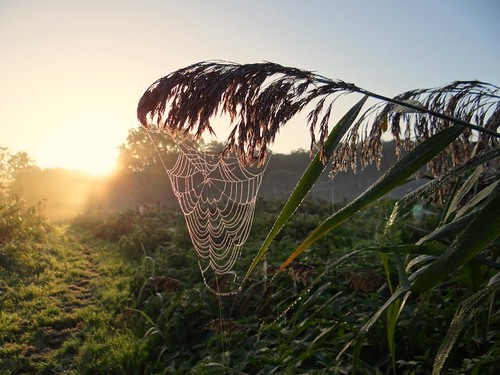 morning autumn sunrise spider drops web cobweb dew