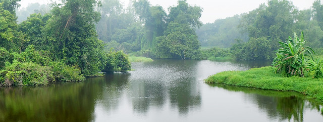 Lake in rainforest