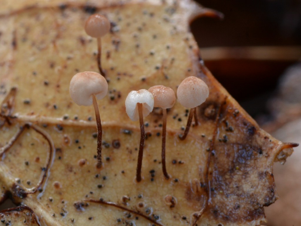 Horsehair Fungi (Marasmius androsaceus or kin) mushrooms on a fallen leaf of Coast Live Oak