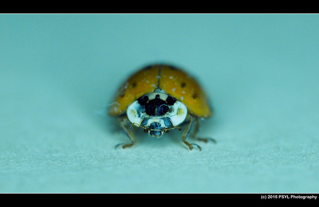 Unknown ladybug (Family Coccinellidae)