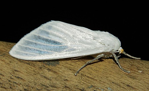 eupseudosoma moth lepidoptera