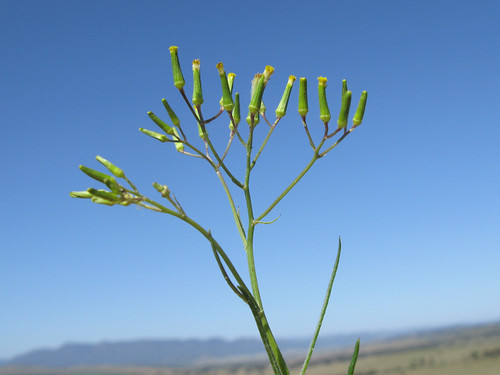 asteraceae senecio quadridentatus taxonomy:binomial=senecioquadridentatus cotton fireweed