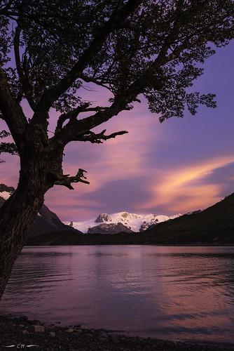 andes andesdelsur chile chileanandes glacier hielosur landscape nationalpark nothofagus patagonia patagonianandes patagonianbeech southernandes torresdelpaine clouds dawn ice lake morning morninglight mountains reflection silhouette sunrise tree water