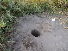 Image result for toilet in the bush hole in the grass
