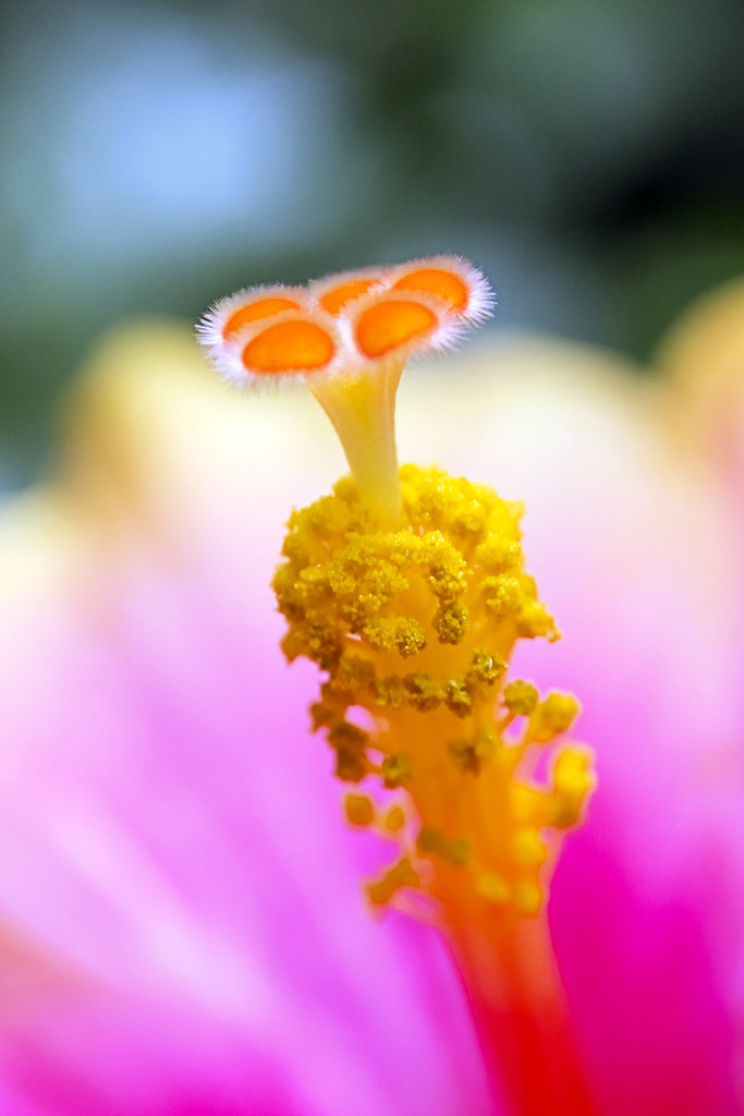 Hawaiian Hibiscus' Stamen