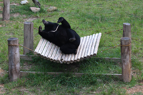 Ricky enjoys his hammock in his enclosure 2
