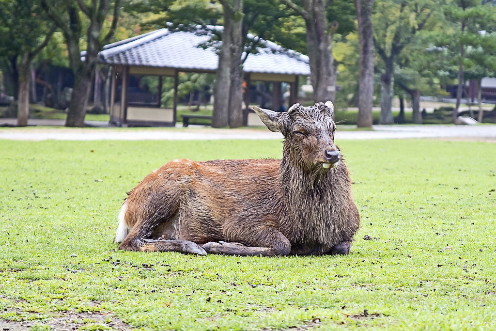 Buck in Nara Park, Japan