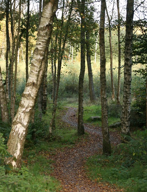 Dalbeattie Forest