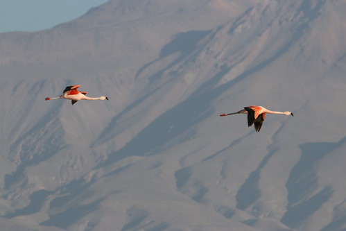 chile bird desert flamingo atacama chileanflamingo phoenicopteruschilensis atacamadesert