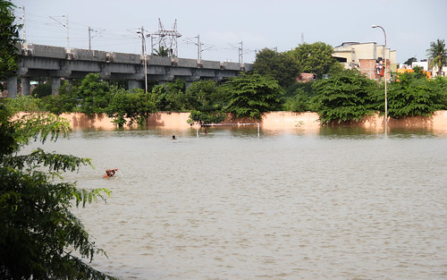 Boys out for a swim in one of the football grounds turned swimming pools in Gandhi Nagar, Adyar