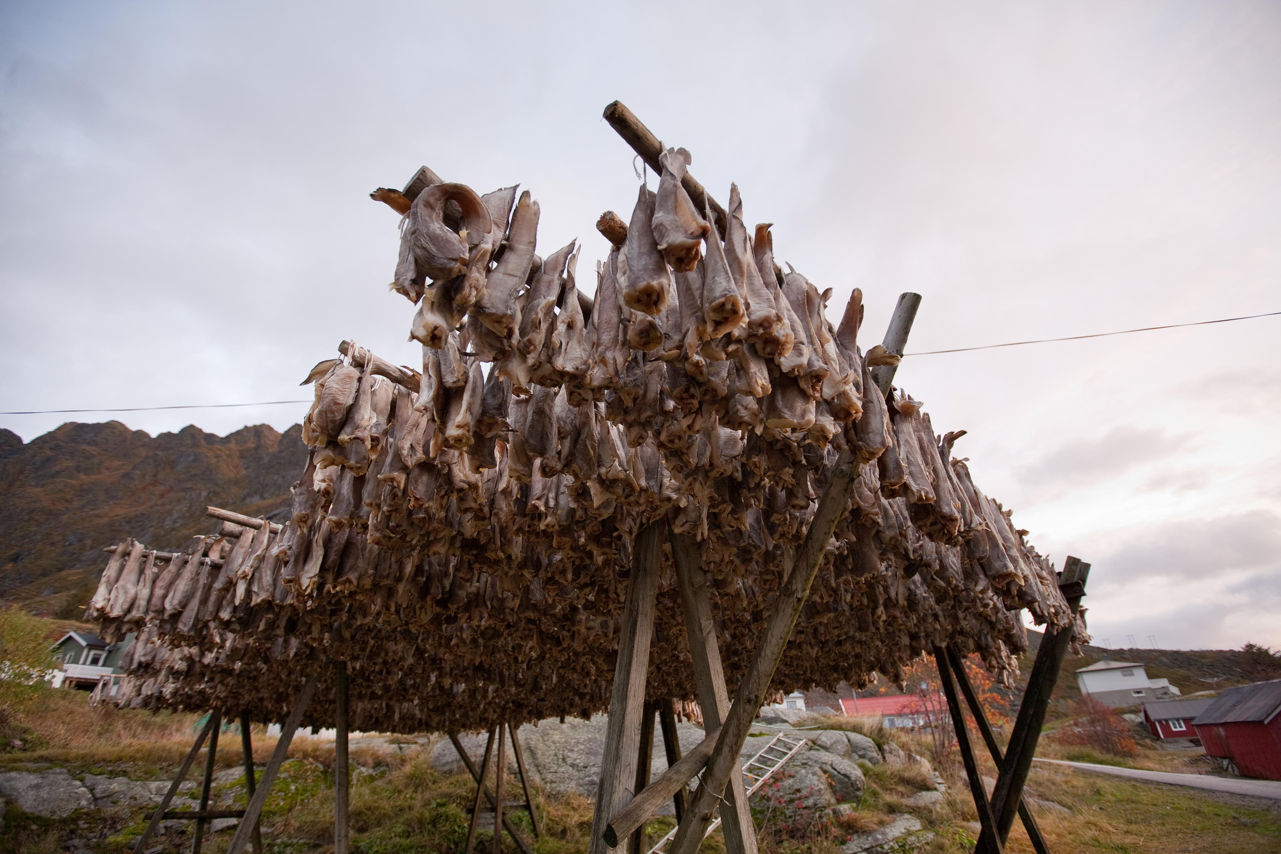 Traditional racks for the drying of cod (Gadus Morhua) in Lofoten