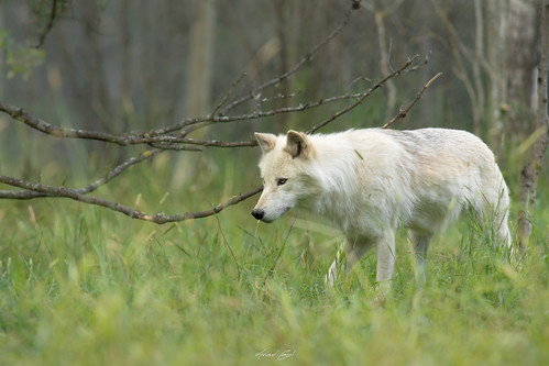 white canada grey gris wolf loup blanc louve