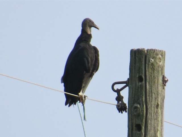 Black Vulture in Buncombe, Johnson County, IL 05