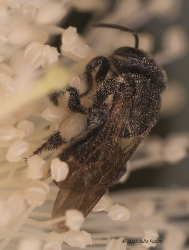 polinização macrofotografia estigma simbiose psidiumguajava anteras stinglessbees meliponini abelhassemferrão scaptotrigona insetosocial juliopupim mandaguarí agrotoxicomata