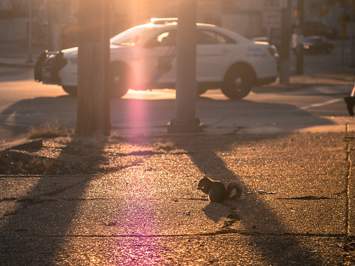 street sunset sunlight philadelphia golden squirrel shadows policecar poweltonavenue