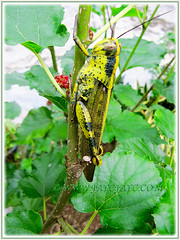 Grasshopper on Morus nigra bush (Black Mulberry, Blackberry, Silkworm Mulberry), June 5 2015