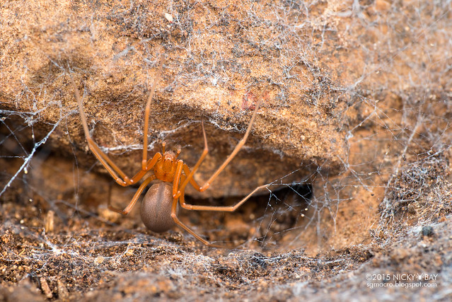 Brown recluse spider (Loxosceles sp.) - DSC_9883