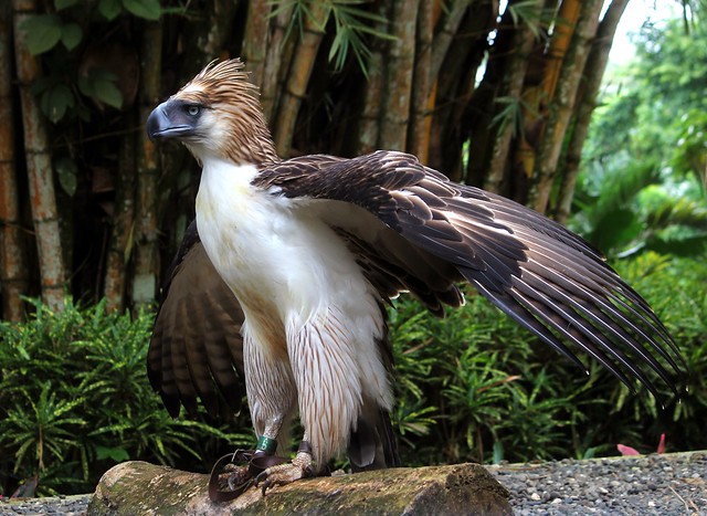 Mindanao the Philippine Eagle