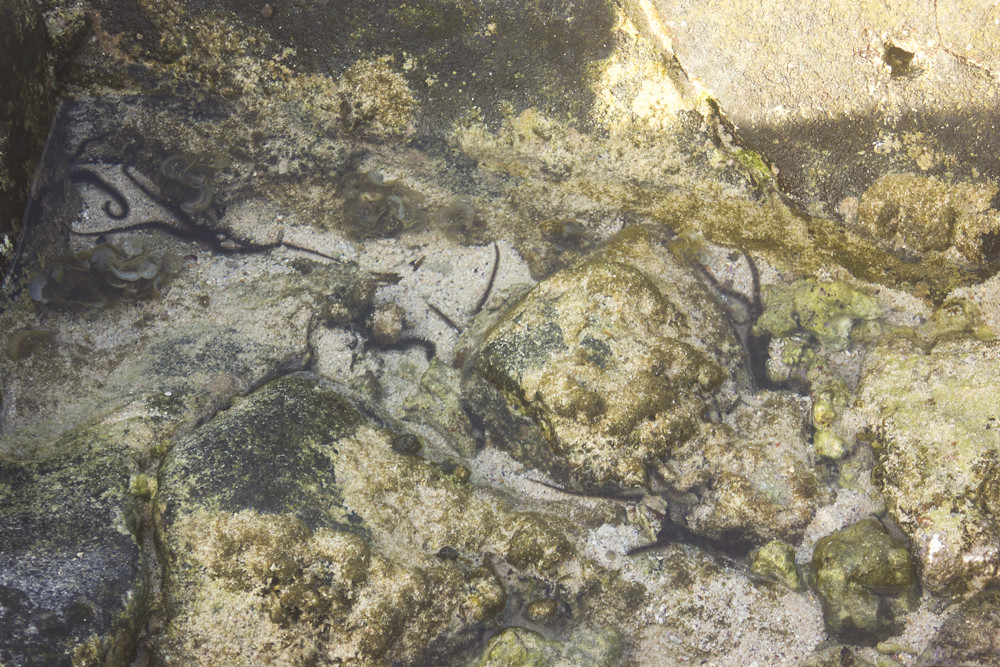 sea creatures ocean mauritius animal rock rockpool sand black fish eel laila volcanic rock