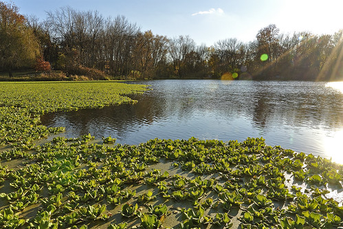 water pond flickr flare rays cantriliowa waubonsietrailpark