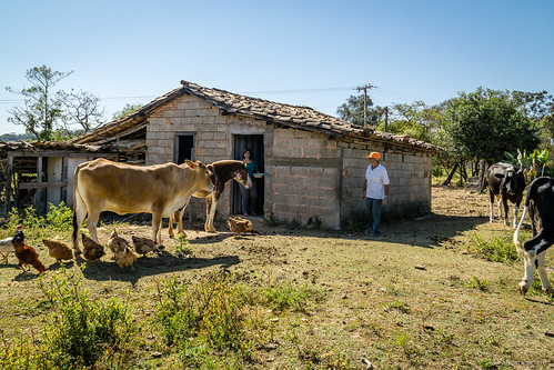minasgerais brasil tiere kuh br natur brasilien huhn orte pferde vogel formiga rinder ortschaften länder fazendavelha