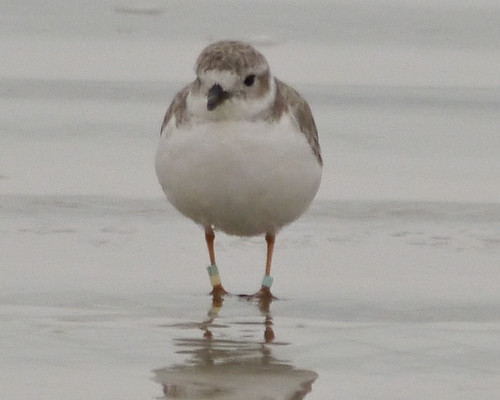 Banded Piping Plover