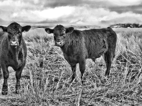 blackandwhite cattle beef bovine willcox blackangus willcoxaz cochisecounty cattlecountry willcoxarizona arizonaranches azbeef sunizonaarizona thisiscattlecountry