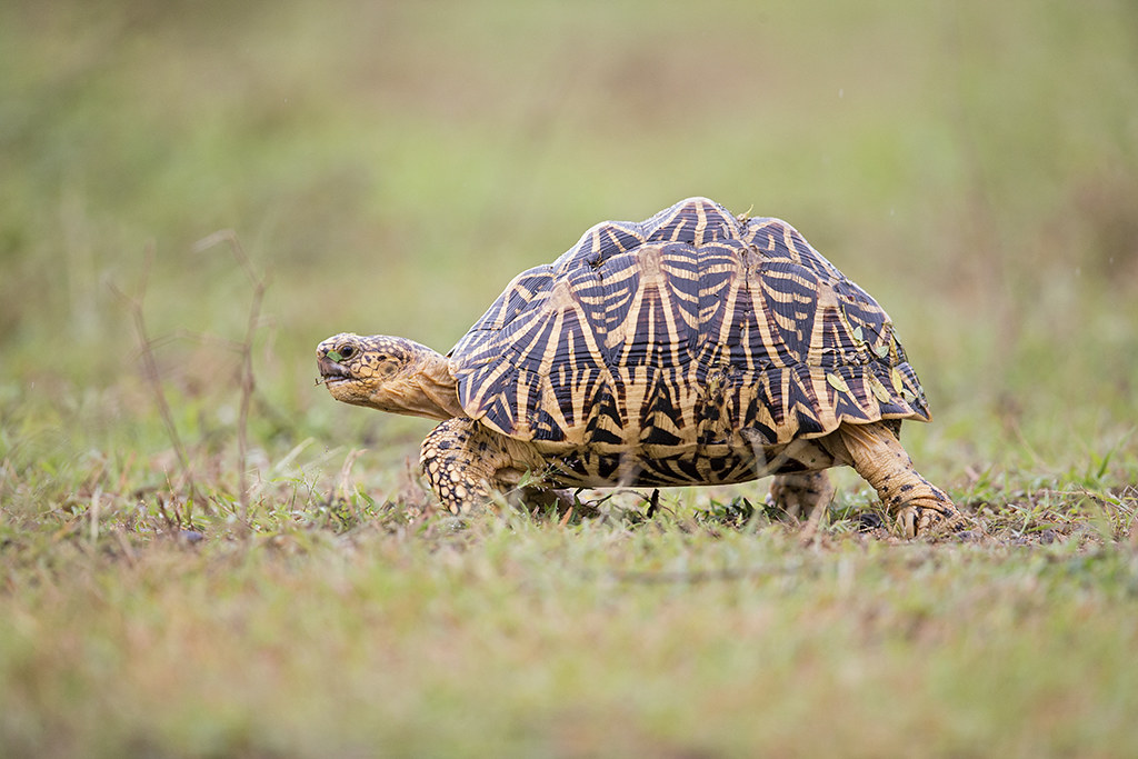 Indian Star Tortoise    Sri Lanka