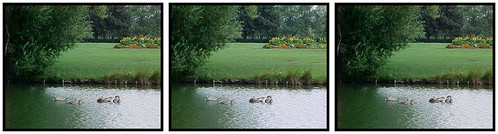 green stereogram stereophoto stereophotography 3d crosseyed swan stereo swanlake giessen stereopair grün parallel schwan gießen crossed crossedeyes crosseyes 3dx schwanenteich bojanung