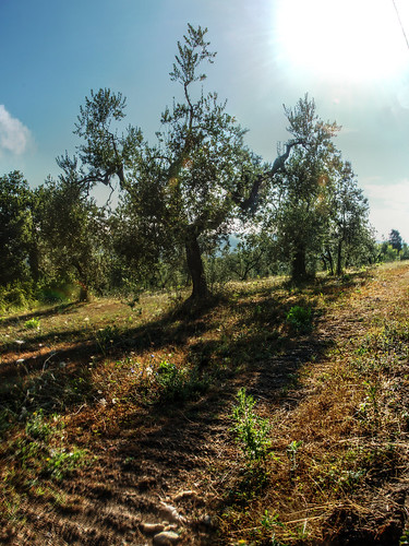 italien shadow italy sun tree backlight sunrise italia olive tuscany olives toscana italie sunup toskana olivenbaum oliven olivehain
