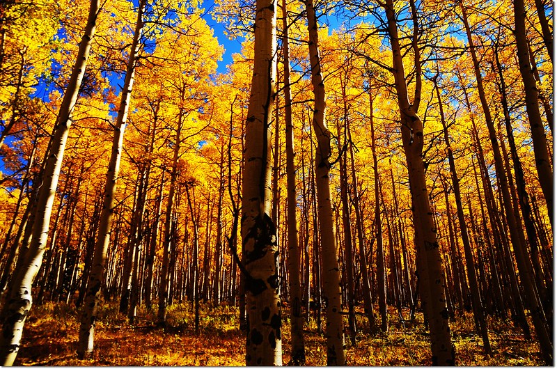 Fall colors at Kenosha Pass, Colorado (9)