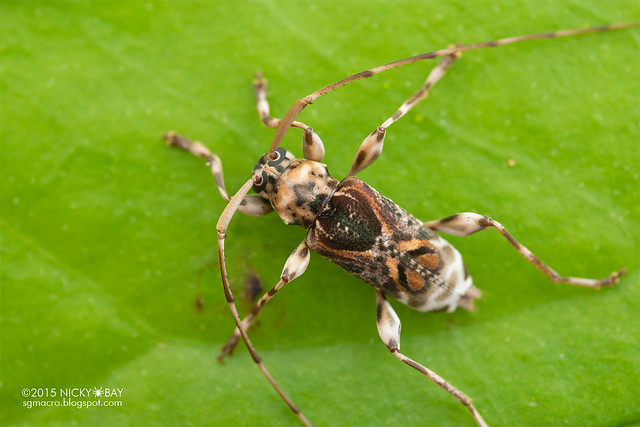 Longhorn beetle (Eutrypanus mucoreus) - DSC_8436