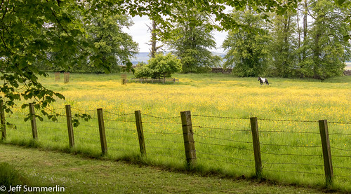 horse fence northumberland buttercups fencedfriday