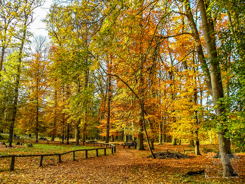 autumn fall germany deutschland outdoor herbst natur landschaft outono alemanha mecklenburg ivenack