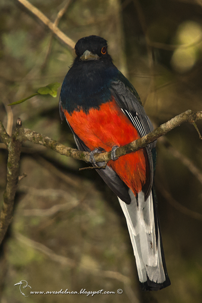 Surucuá común (Surucua Trogon) Trogon surrucura