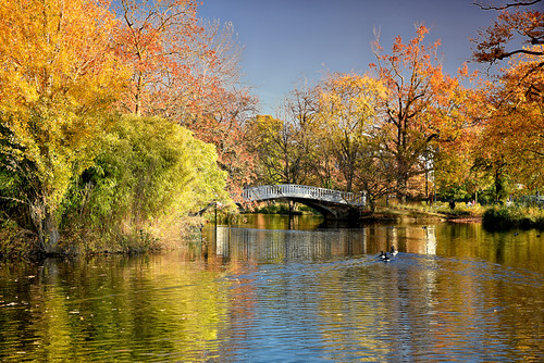bridge autumn lake france nikon ducks lac d750 pont tamron parc canards 2470mm yvelines levésinet grandlacdesibis